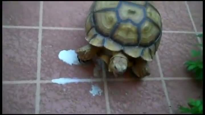 Watch Turtlegasm Video