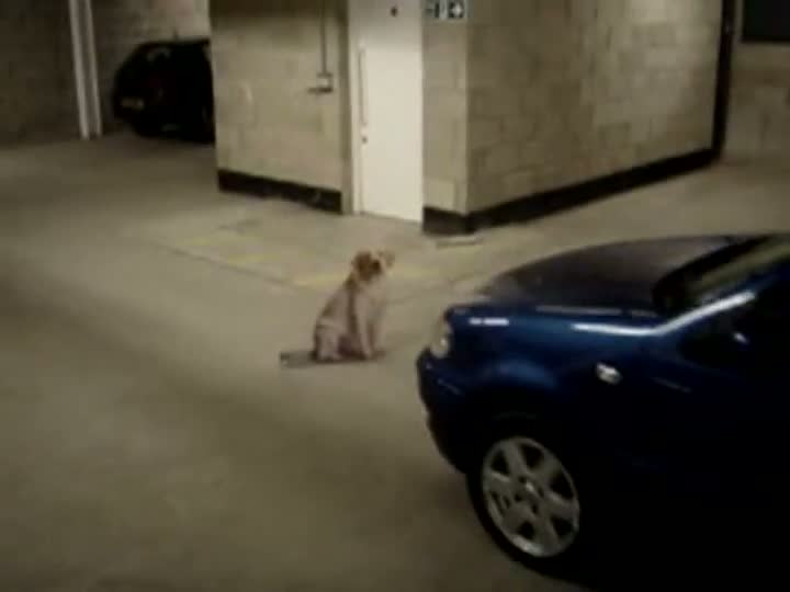 Watch Dog Isn't Afraid of Death Video