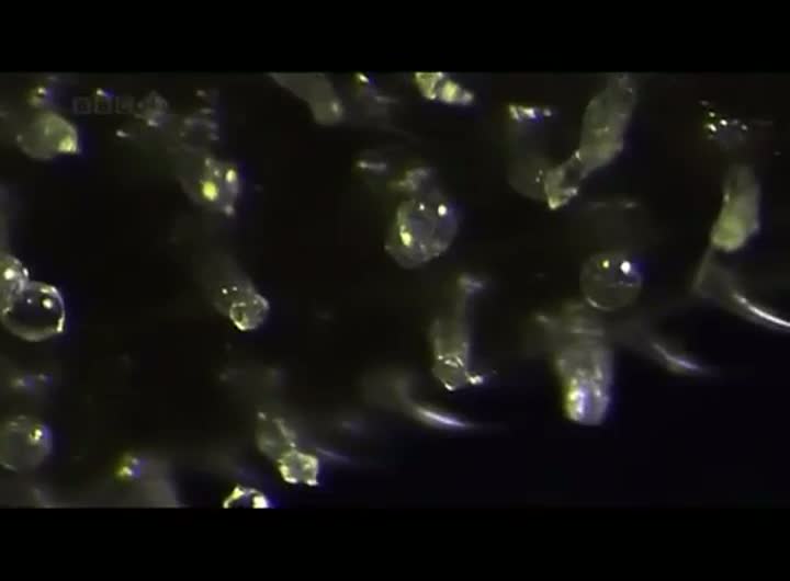 Watch CBD May Be More Important Than THC Video