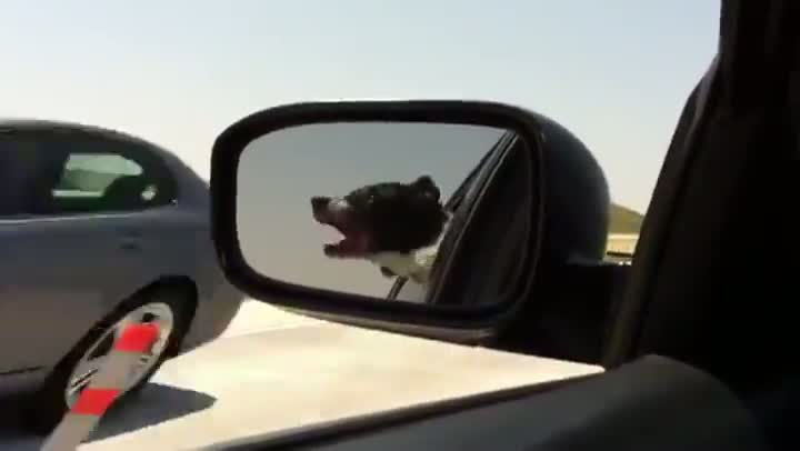 Watch Dog Eats Cars Video