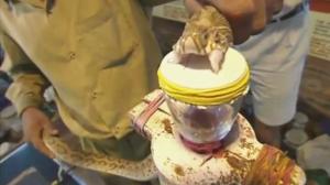 Watch This Is What Snake Venom Does To Blood! Video