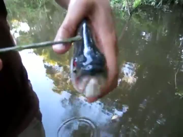 Watch Piranha Scissors Video