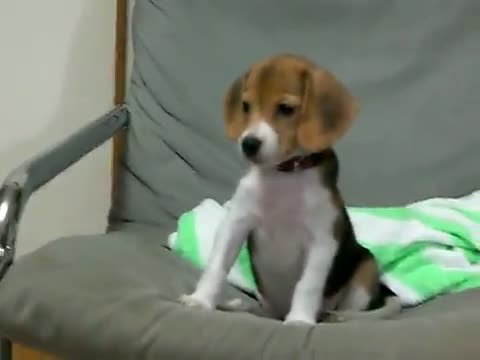 Watch Beagle learning to bark Video