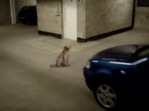 Watch Dog not afraid of death Video