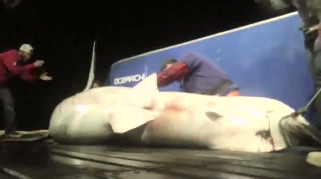 Watch Tagging Great White Shark 'Amazing Moment' Video
