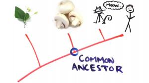 Watch Amazing Facts to Blow Your Mind Video