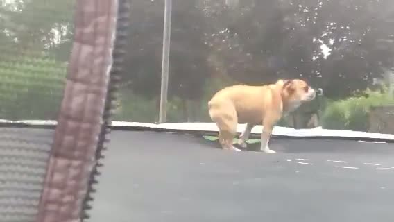 Watch Happy dog on trampoline Video