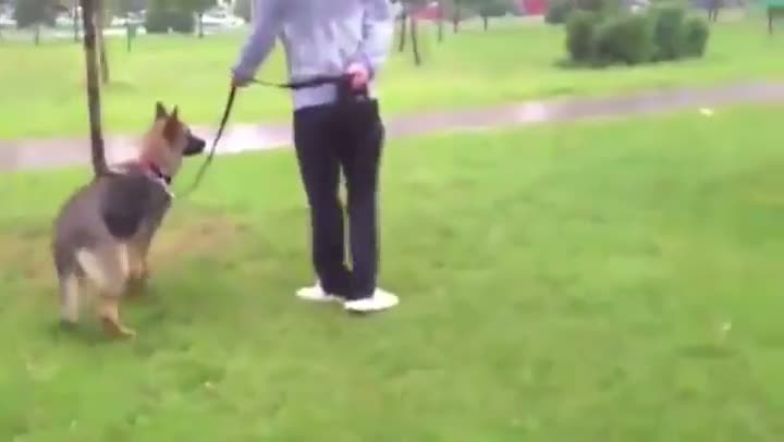 Watch Irresponsible Dog Owner Gets Taught A Lesson Video