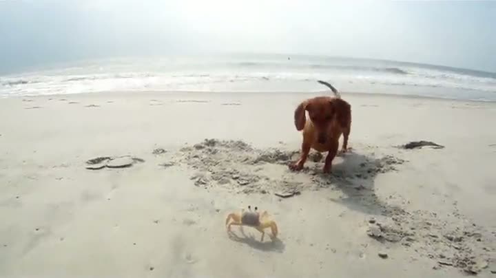 Watch Dog vs Crab Video