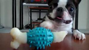 Watch Dog desperately wants his toy Video