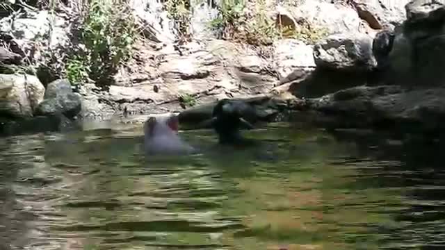 Watch Pig rescues baby goat from drowning Video