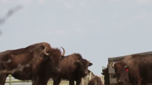 Watch Buffalo Stampede Draws Thousands to South Dakota Video