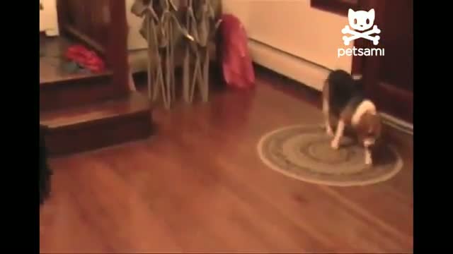 Watch Smart Dog Gets his Toy Video