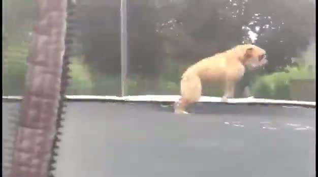 Watch Entertaining Dog Jumps On Trampoline Video
