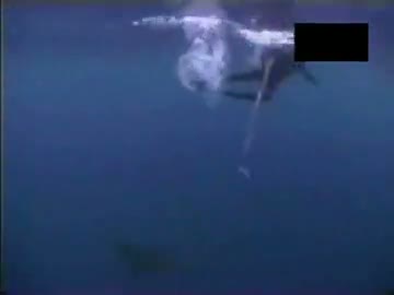 Watch When Animal Attacks Video