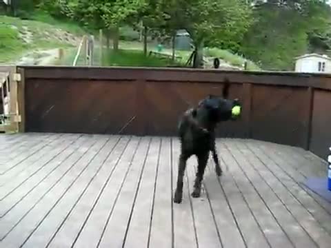 Watch A dog's Dream Come True Video