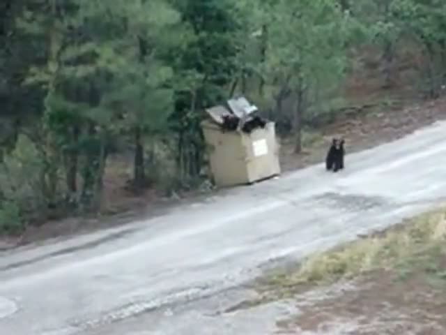 Watch Bear cubs escape from bin using ladder Video