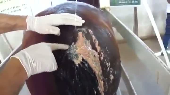 Watch The Biggest Horse Pimple Video