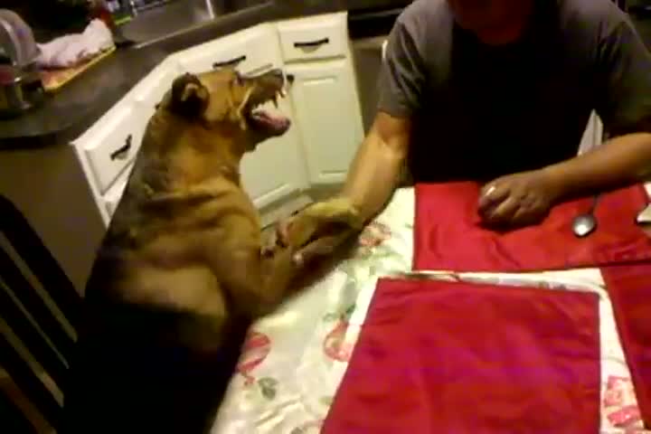 Watch Arm Wrestling Dog Doesn't Play Video
