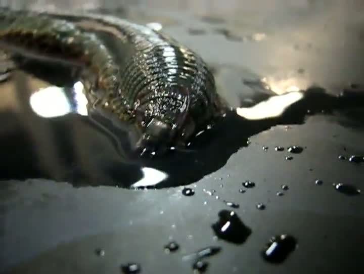 Watch Crazy Alien Worm Video