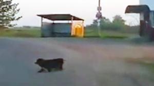 Watch Chuck Norris' Dog Video