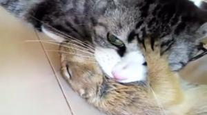 Watch Cat and Prairie Dog Love Video
