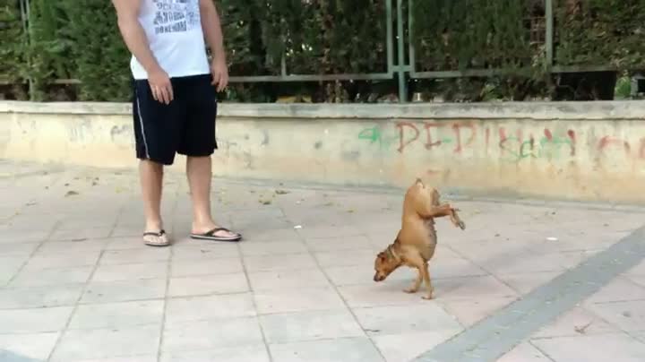 Watch Guy Shoots His Dog Video