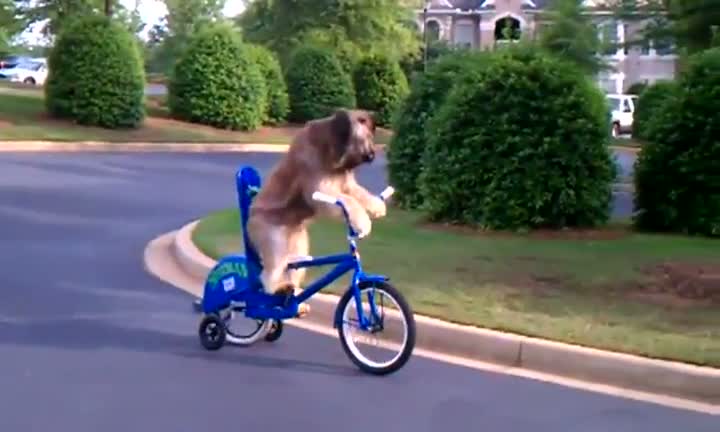 Watch Huge Dog Riding a Bike Video