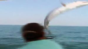Watch 40 lb Barracuda Jumps Into Fishing Boat Video