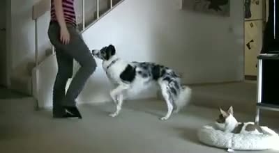 Watch Dog Workout Buddy  Video