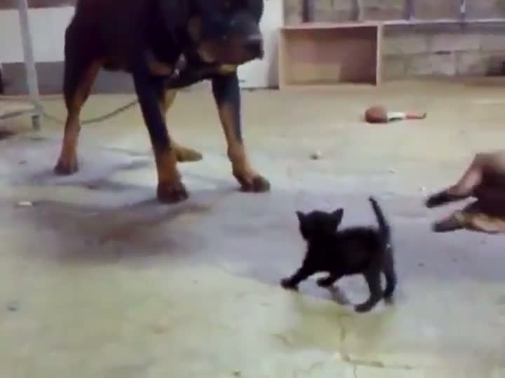 Watch TINY Kitten vs HUGE Dog Video