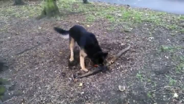 Watch Dog Wants This Root Video