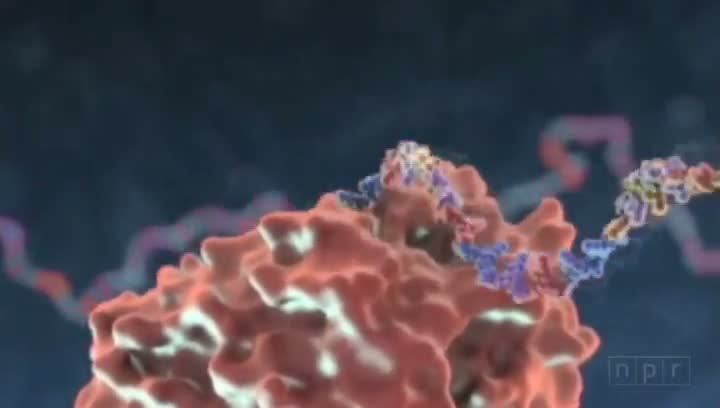 Watch How Virus Invades Your Body Video