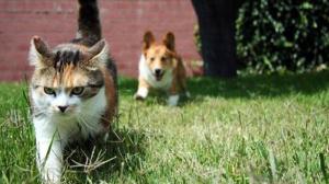 Watch Cat Makes Slick Move To Evade Dog Video