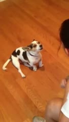 Watch My Mom Teaching Our Dog Griffin to Meow Video