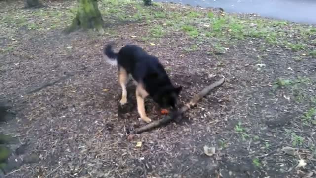 Watch Determined Dog Tries Picking Up Tree Root  Video