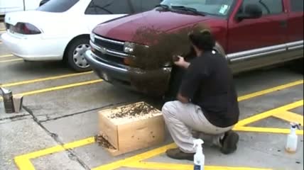 Watch Beekeeper removes bee swarm with his bare hands Video