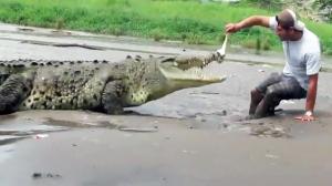 Watch How Not To Feed a Crocodile Video