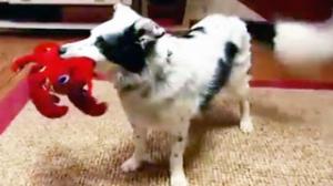 Watch How Smart Are Dogs? Video