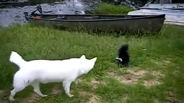 Watch Dog vs. Skunk Video