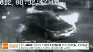 Watch Good Man Saves Kid From Dogs Attacking Video