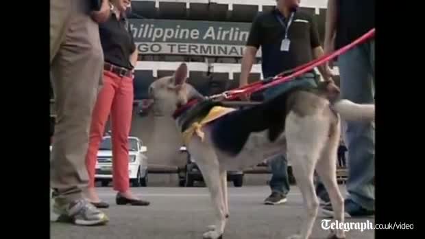 Watch Dog with no snout taken to US for treatment Video Video