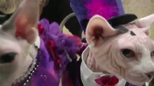 Watch Raw - AKC Previews Feline Fashion, Daring Dogs Video