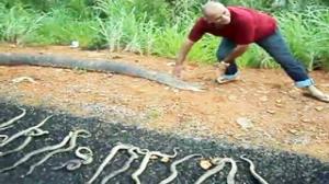 Watch Pregnant Anaconda Got Ran Over Video