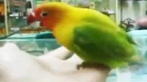 Watch This Bird Has Seen Some Things... Video