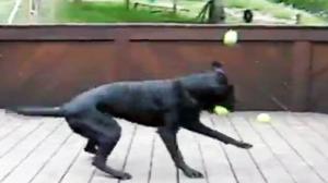 Watch Dog In Tennis Ball Heaven Video