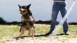 Watch Dog Jumping Rope Like a Boss Video