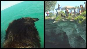 Watch Dog Jumps Off Cliff For Ball Video