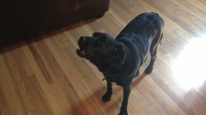 Watch Doggie Emergency Warning System Video