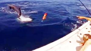 Watch Amazing Dolphins Show Off Video